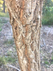 Eucalyptus paniculata