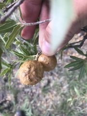 Amphibolips trizonata
