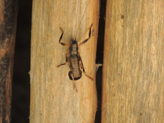 Nesoecia insignis