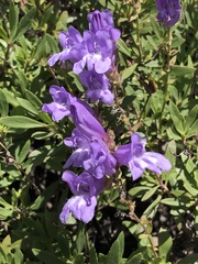 Penstemon fruticosus