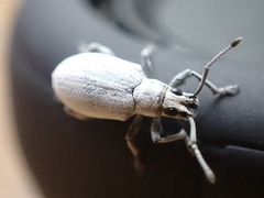 Myllocerus undecimpustulatus