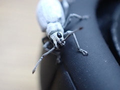 Myllocerus undecimpustulatus