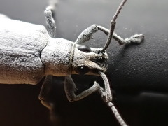 Myllocerus undecimpustulatus