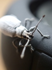 Myllocerus undecimpustulatus