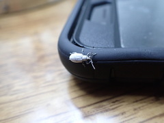 Myllocerus undecimpustulatus