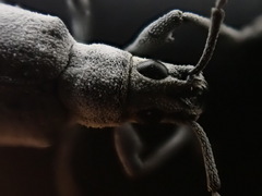 Myllocerus undecimpustulatus