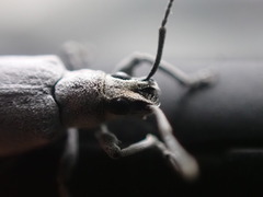 Myllocerus undecimpustulatus