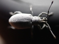 Myllocerus undecimpustulatus