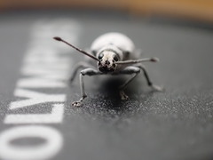 Myllocerus undecimpustulatus