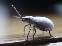 Myllocerus undecimpustulatus