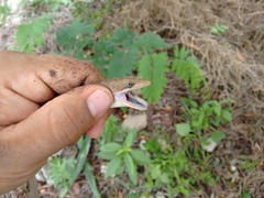 Gerrhonotus liocephalus