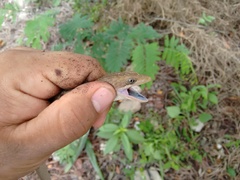 Gerrhonotus liocephalus