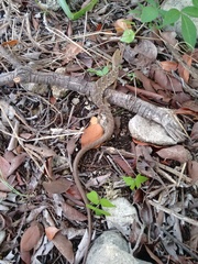 Gerrhonotus liocephalus