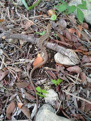 Gerrhonotus liocephalus