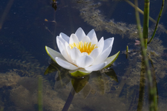 Nymphaea candida