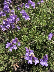 Penstemon fruticosus
