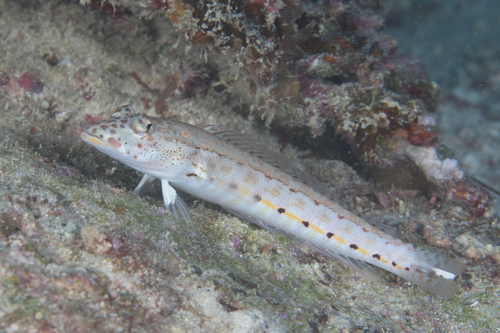 False-eye grubfish (Parapercis clathrata) — Pinguipedidae