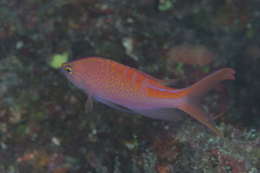 Pyronotanthias lori