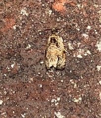 Olethreutes furfuranum