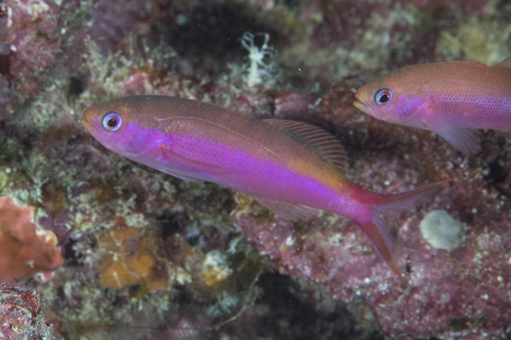 Waite's Splitfin