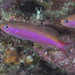 Luzonichthys waitei - Photo (c) Mark Rosenstein, algunos derechos reservados (CC BY-NC), subido por Mark Rosenstein
