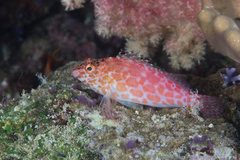 Cirrhitichthys oxycephalus