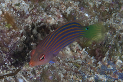 Pseudocheilinus hexataenia