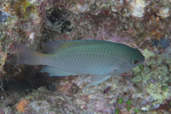 Pomacentrus callainus