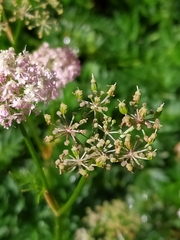 Mutellina purpurea