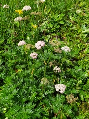 Mutellina purpurea