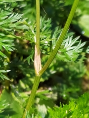Mutellina purpurea