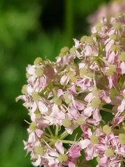 Mutellina purpurea