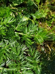 Mutellina purpurea
