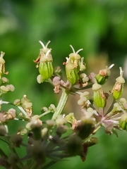 Mutellina purpurea