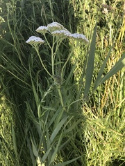 Achillea millefolium