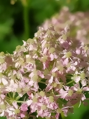 Mutellina purpurea