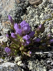 Gentianella propinqua propinqua
