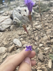 Penstemon scapoides