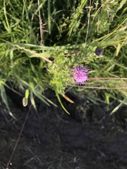 Cirsium arvense