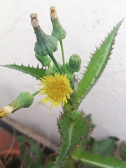 Sonchus asper asper