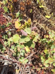 Acalypha californica