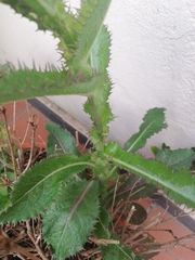 Sonchus asper asper