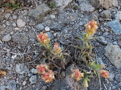 Castilleja arachnoidea
