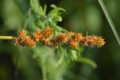 Carex annectens