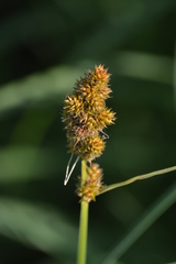 Carex annectens