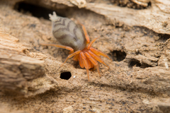 Nops variabilis