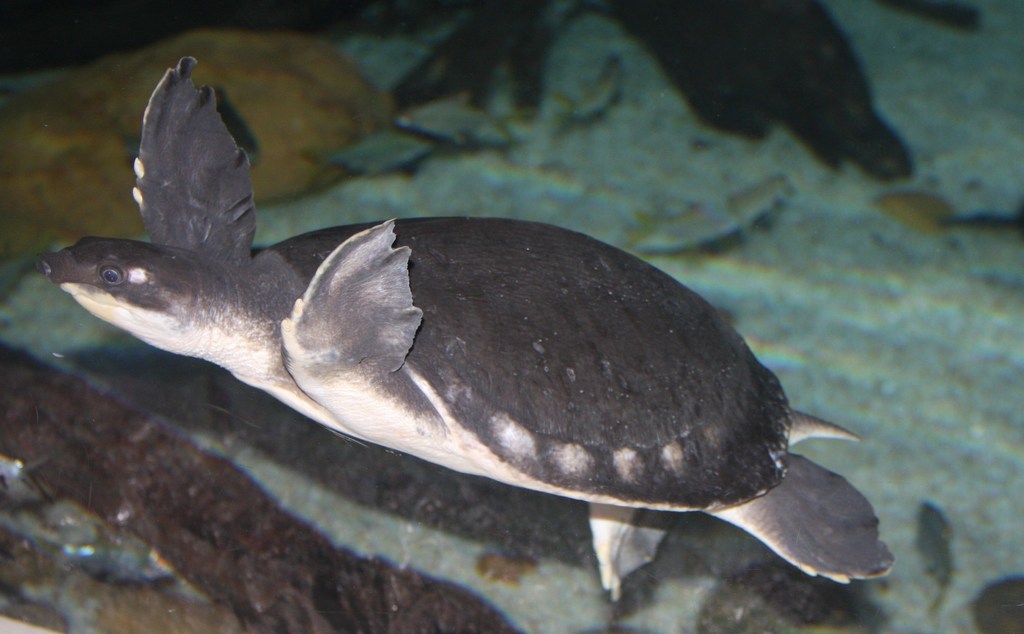 Pig-nosed Turtle