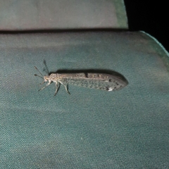 Bandidus canifrons