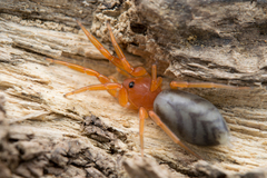 Nops variabilis