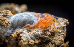 Nops variabilis